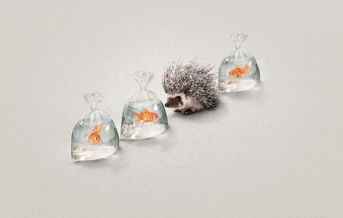Volkswagen hedgehog and fish ad