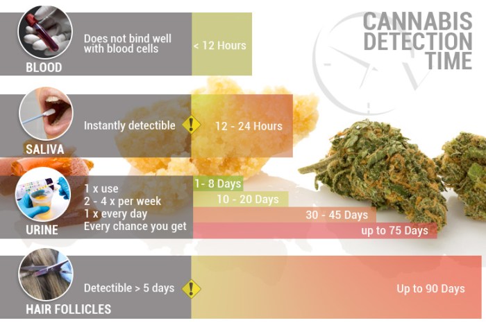 Thc system long drug stay does tests cannabis there time detection urine days